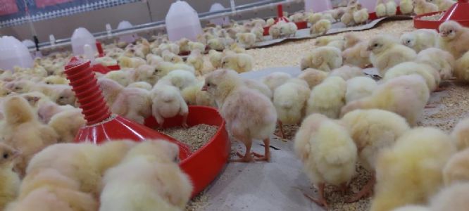 �retim 5 Bilecik Yenipazar ��te